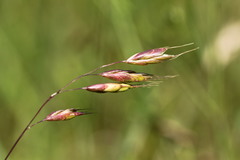 Bromus racemosus