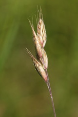 Bromus racemosus