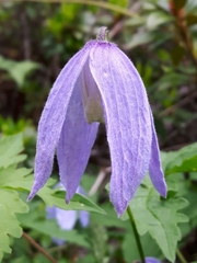 Clematis alpina