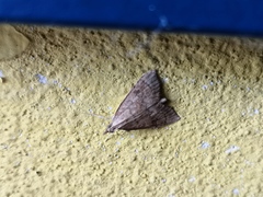 Udea fulvalis