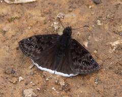 Erynnis tristis tatius
