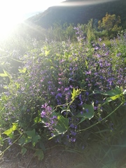 Nepeta sibirica