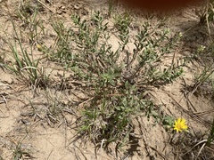 Heterotheca hirsutissima
