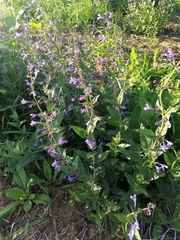 Nepeta sibirica