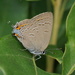 Edwards' Hairstreak - Photo (c) Matt Pelikan, some rights reserved (CC BY), uploaded by Matt Pelikan