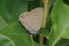 Edwards' Hairstreak - Photo (c) Matt Pelikan, some rights reserved (CC BY), uploaded by Matt Pelikan