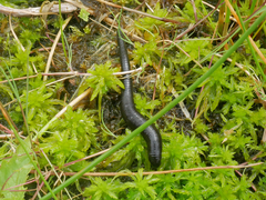 Haemopis sanguisuga