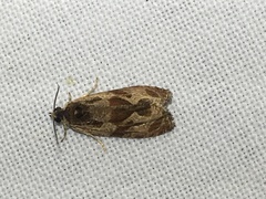 Olethreutes nigranum