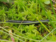 Haemopis sanguisuga