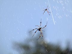 Trichonephila clavipes image