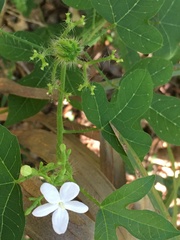 Cnidoscolus stimulosus image
