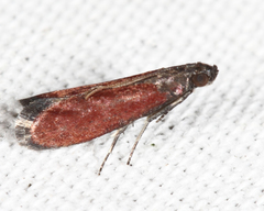 Varneria postremella