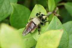 Laphria champlainii