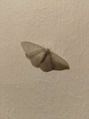 Lepidoptera