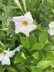 Mandevilla laxa