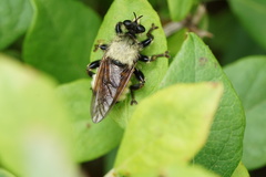 Laphria champlainii