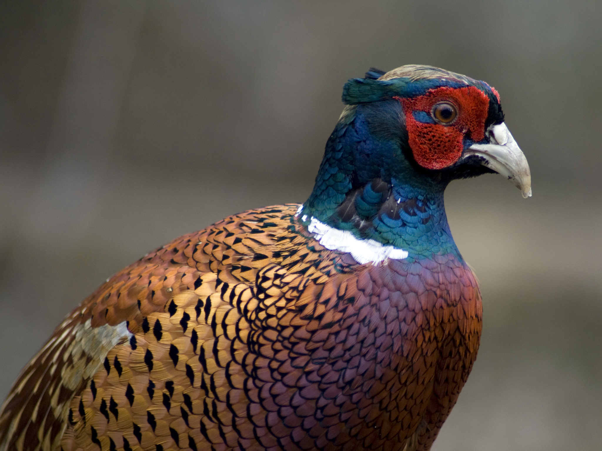 Pheasant Bird Facts  Phasianus Colchicus - A-Z Animals