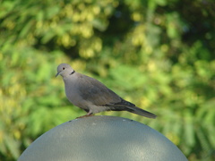 Streptopelia decaocto