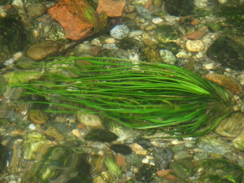 Piedmont Quillwort (Isoetes malinverniana)