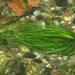 Piedmont Quillwort - Photo (c) savo, some rights reserved (CC BY-NC-SA), uploaded by savo