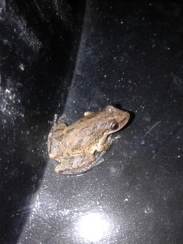Stauffer's Tree Frog