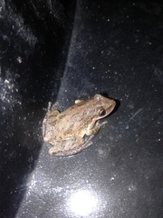 Stauffer's Long-Nosed Treefrog photo 3