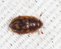 Epuraea peltoides