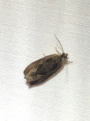 Olethreutes nigranum