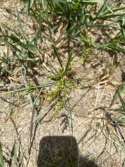 Cyperus iria