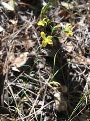 Hesperolinon breweri