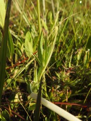 Ruellia noctiflora