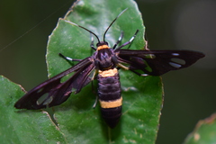 Amata cyssea