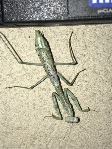 California Mantis photo 3