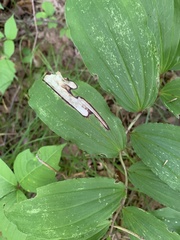 Synchysa tricincta