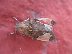 Bertholdia specularis