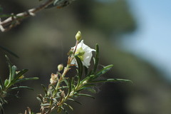 Cistus clusii