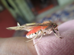 Bertholdia specularis