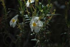 Cistus clusii