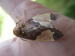 Bertholdia specularis