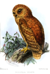 Rufous Fishing-Owl photo 2