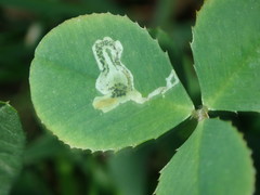 Liriomyza congesta