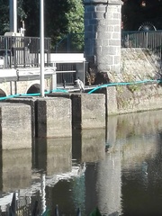 Ardea cinerea