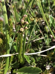 Chamorchis alpina
