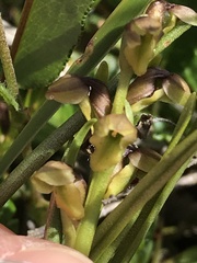Chamorchis alpina