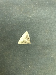 Zanclognatha laevigata