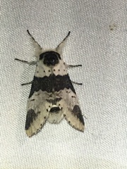 Furcula scolopendrina