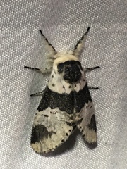 Furcula scolopendrina