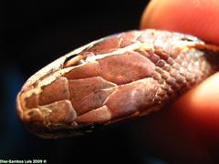 Coniophanes schmidti