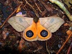 Automeris liberia