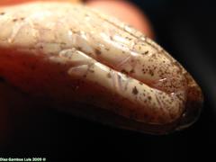 Coniophanes schmidti